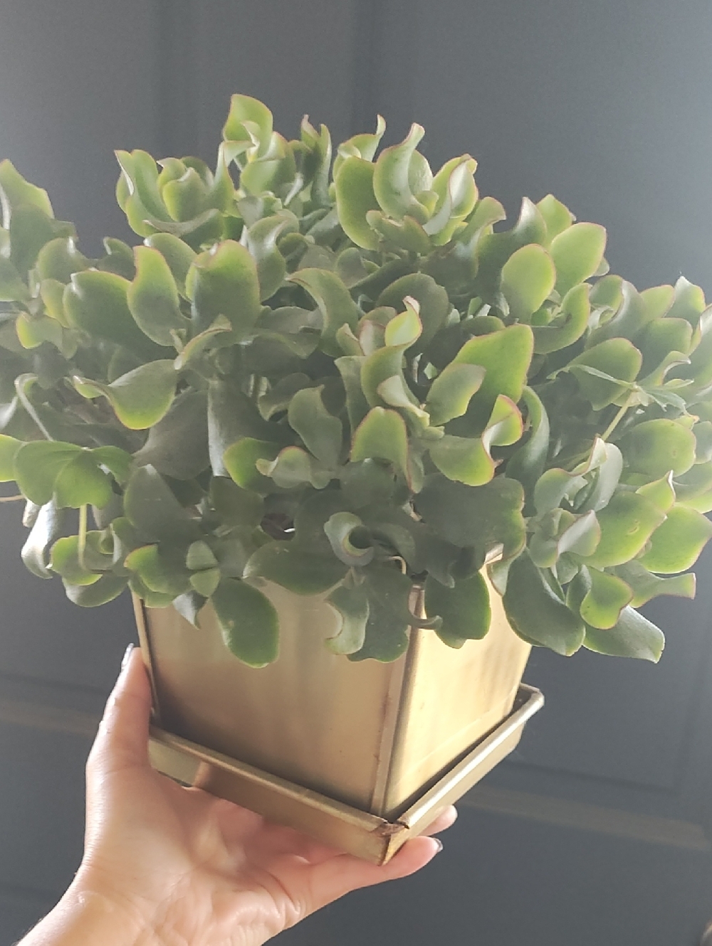 Crassula JADE  Gold Square Planter - Home AccentS